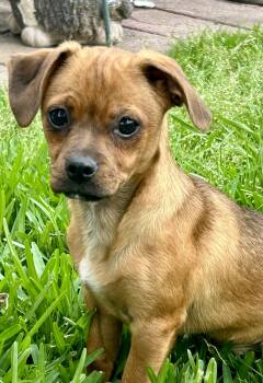 Rosalie -  Chiweenie Dog Available for Adoption in Okolona, Mississippi - Rosalie | PetCurious