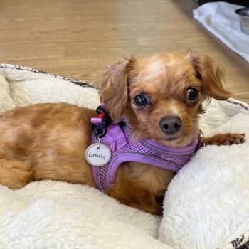 Chihuahua Dogs Available for Adoption in San Francisco, California - Kentucky 14022 | PetCurious