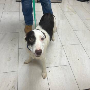 Mixed Breed Dogs Available for Adoption in Lufkin, Texas - Musso | PetCurious