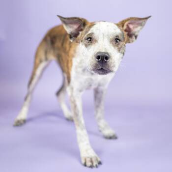 Riley -  Australian Cattle Dog Blue Heeler Dog for Adoption in Portland, Oregon - Riley | PetCurious