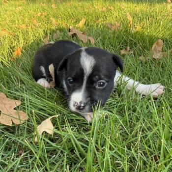 Quartz -  Chihuahua and Mixed Breed Dog for Adoption in Cedar Park, Texas - Quartz | PetCurious