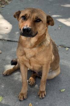 Rescue Shepherd and Mixed Breed Dogs for Adoption in San Antonio, Texas - Splash | PetCurious