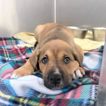 Puddles -  Mixed Breed Dog Available for Adoption in Auburn, Alabama - Puddles | PetCurious