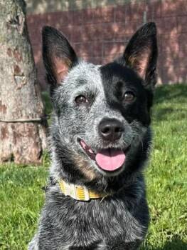 Loka -  Australian Cattle Dog Blue Heeler Dog Available for Adoption in Maryville, Missouri - Loka | PetCurious