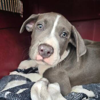 Dane -  Mixed Breed Dog for Adoption in Williston, Florida - Dane | PetCurious