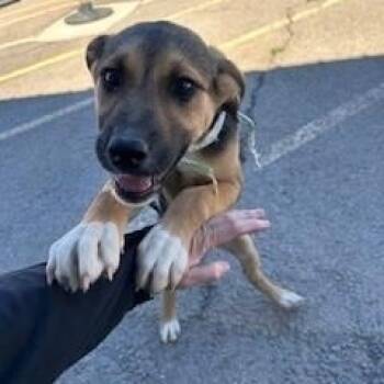 Shepherd and Husky Dogs Available for Adoption - Cocoa | PetCurious