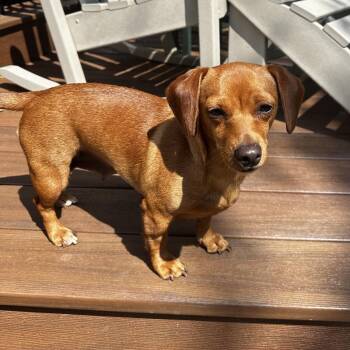 Dachshund Dogs Available for Adoption in La Grange, Kentucky - Winnie | PetCurious