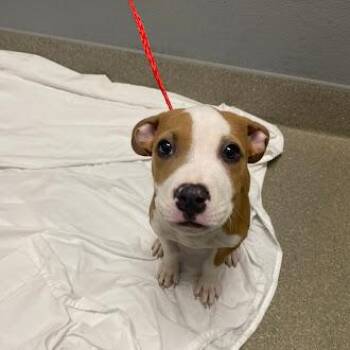 WAFFLES -  Pit Bull Terrier Dog for Adoption in Las Vegas, Nevada - WAFFLES | PetCurious