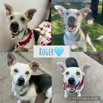 Roger -  Shepherd Dog for Adoption in New London, Wisconsin - Roger | PetCurious