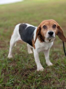 Beagle and Mixed Breed Dogs Available for Adoption in Aiken, South Carolina - Mary (beagle) | PetCurious