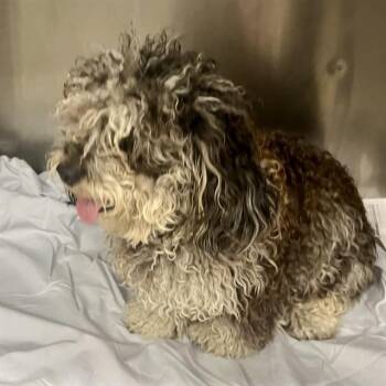 PONCHO -  Poodle and Shih Tzu Dog for Adoption in St. Louis, Missouri - PONCHO | PetCurious
