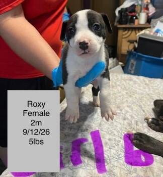Roxy -  American Staffordshire Terrier Dog for Adoption in Welling, Oklahoma - Roxy | PetCurious