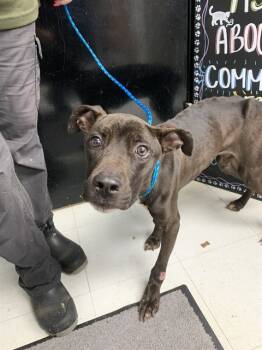 Rescue American Staffordshire Terrier Dogs for Adoption in Chester, South Carolina - SOLI | PetCurious