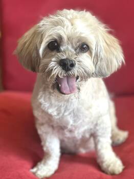 Rescue Shih Tzu Dogs for Adoption in Agua Dulce, California - Leona | PetCurious