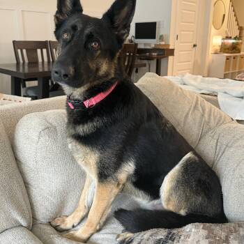Java -  German Shepherd Dog Dog for Adoption in Richmond, Virginia - Java | PetCurious