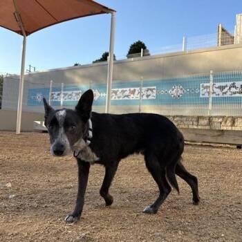 Athens -  Mixed Breed Dog for Adoption in Bentonville, Arkansas - Athens | PetCurious