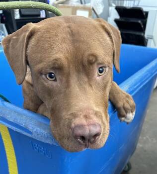 Rescue Mixed Breed Dogs for Adoption in Dallas, Texas - GATOR | PetCurious