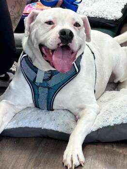 Ross -  American Bulldog and Boxer Dog for Adoption in Gun Barrel City, Texas - Ross | PetCurious