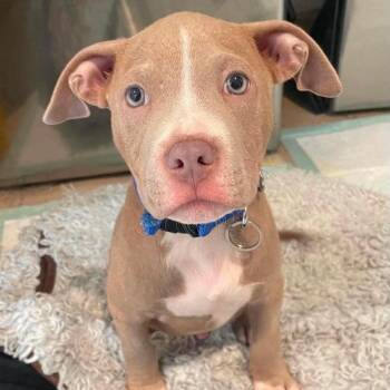 961 (2026) Loki -  Pit Bull Terrier and Mixed Breed Dog for Adoption in Parker, Colorado - 961 (2026) Loki | PetCurious