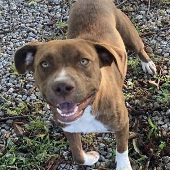 Rescue Mixed Breed and Pit Bull Terrier Dogs for Adoption in Spring Hill, Kansas - Bunny | PetCurious