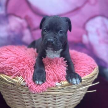 Mixed Breed Dogs Available for Adoption in East St. Louis, Illinois - Vinnie | PetCurious
