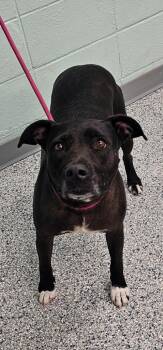 Annie -  Terrier Dog for Adoption in Athens, Tennessee - Annie | PetCurious