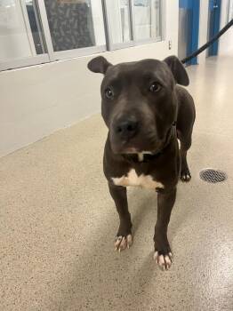 Pit Bull Terrier Dogs Available for Adoption in Manassas, Virginia - Trembles (ID 51369/1502) | PetCurious