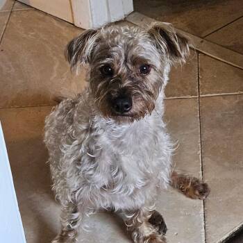 Pablo -  Cairn Terrier and Mixed Breed Dog Available for Adoption in South Miami, Florida - Pablo | PetCurious