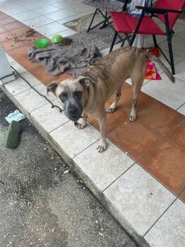 Lola -  Mixed Breed Dog for Adoption in Mobile, Alabama - Lola | PetCurious