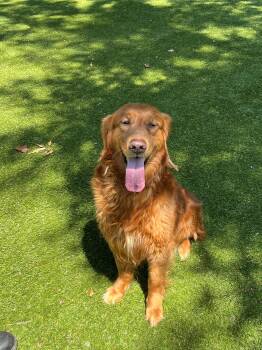 Max -  Golden Retriever Dog Available for Adoption in Port Washington, New York - Max | PetCurious
