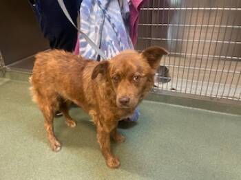Rescue Mixed Breed Dogs for Adoption in Santa Fe, New Mexico - A173322 | PetCurious