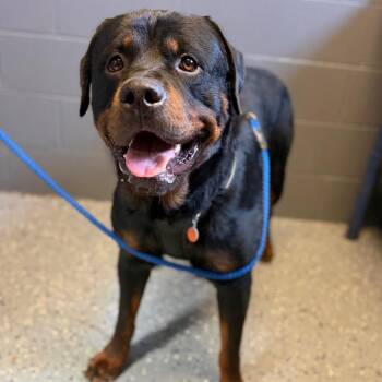 Sam -  Rottweiler and Mixed Breed Dog for Adoption in Tuscaloosa, Alabama - Sam | PetCurious