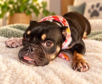 Winifred -  American Bully and Bulldog Dog for Adoption in Homestead, Florida - Winifred | PetCurious