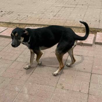 Rescue Shepherd Dogs for Adoption in Spring, Texas - Caly | PetCurious