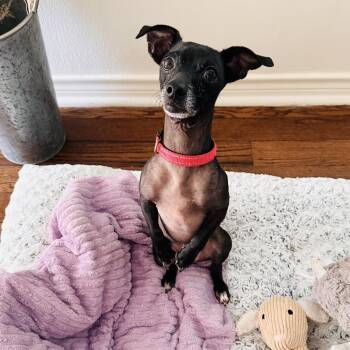 Romeo -  Chihuahua and Dachshund Dog for Adoption in South Houston, Texas - Romeo | PetCurious
