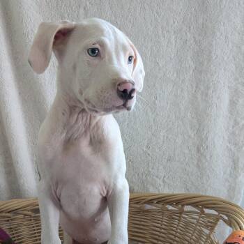 Mackie -  American Bully Dog for Adoption in Pensacola, Florida - Mackie | PetCurious