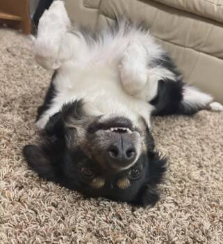 Australian Shepherd Dogs Available for Adoption - Laney | PetCurious