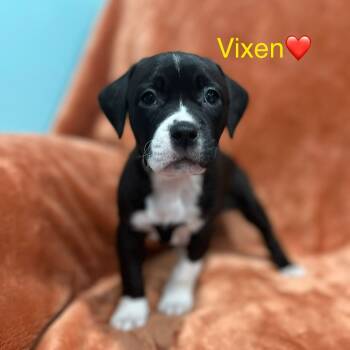 Rescue Black Mouth Cur and Mixed Breed Dogs for Adoption in Merritt Island, Florida - Vixen | PetCurious