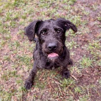 Standard Poodle Dogs Available for Adoption in Midland, Michigan - Lindsay | PetCurious