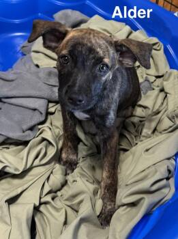 Alder -  Black Mouth Cur Dog for Adoption in Lakeland, Florida - Alder | PetCurious