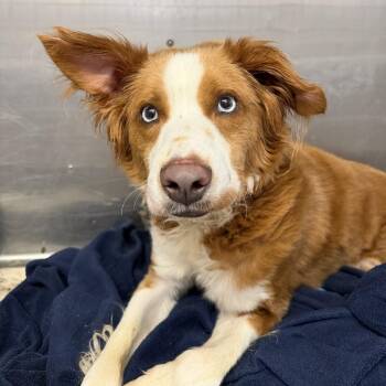 Potter Ron Weasley -  Australian Shepherd and Mixed Breed Dog for Adoption in Northbrook, Illinois - Potter Ron Weasley | PetCurious