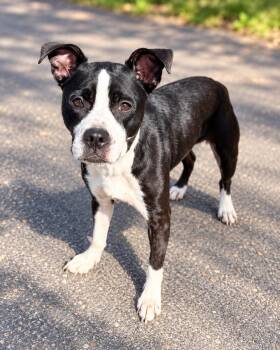 Turtle -  Boston Terrier Dog for Adoption in Marshall, North Carolina - Turtle | PetCurious