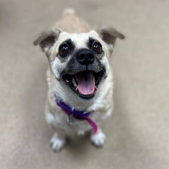 Chihuahua Dogs Available for Adoption - MILA | PetCurious