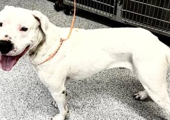 Pit Bull Terrier and Mixed Breed Dogs Available for Adoption - A651382 | PetCurious