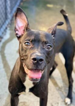 Detroit -  Pit Bull Terrier Dog for Adoption in Chicago, Illinois - Detroit | PetCurious