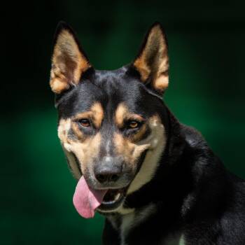 Flurry -  German Shepherd Dog Dog for Adoption in Houston, Texas - Flurry | PetCurious
