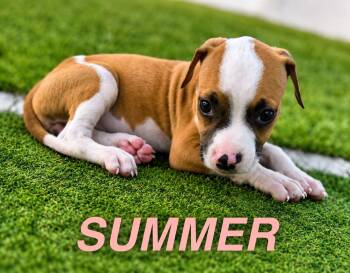 Summer -  American Staffordshire Terrier Dog for Adoption in Jefferson, New Jersey - Summer | PetCurious