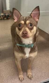 Chihuahua Dogs Available for Adoption in Chambersburg, Pennsylvania - Gage | PetCurious