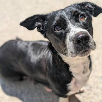 Oreo -  Black Labrador Retriever and Cardigan Welsh Corgi Dog for Adoption in Watertown, New York - Oreo | PetCurious