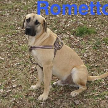 Rometto -  Anatolian Shepherd and Mastiff Dog for Adoption in Sequatchie, Tennessee - Rometto | PetCurious